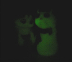 GLO-Bashfulbug och GLO-Sniffles Snail lysandes i m�rkret